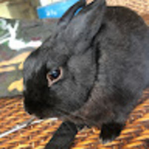 Meet your Posher, Mia